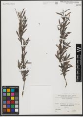 Foto von Salix L.